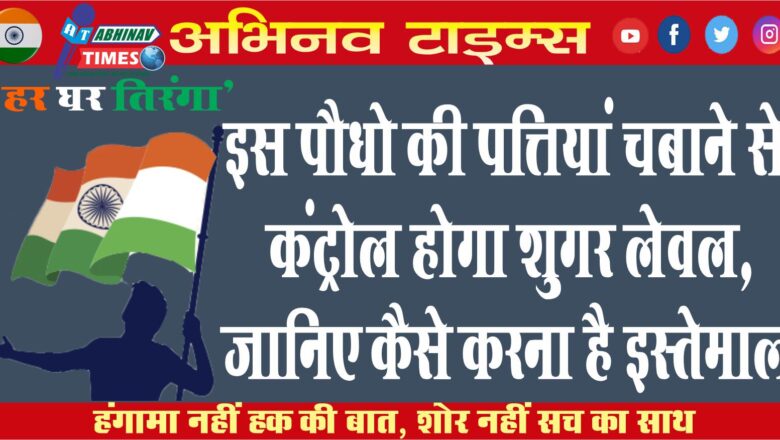 इस पौधे की पत्तियां चबाने से कंट्रोल होगा शुगर लेवल, जानिए कैसे करना है इस्तेमाल