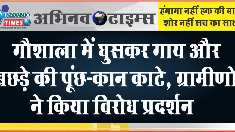 गौशाला में घुसकर गाय और बछड़े की पूंछ-कान काटे:ग्रामीणों ने किया विरोध प्रदर्शन