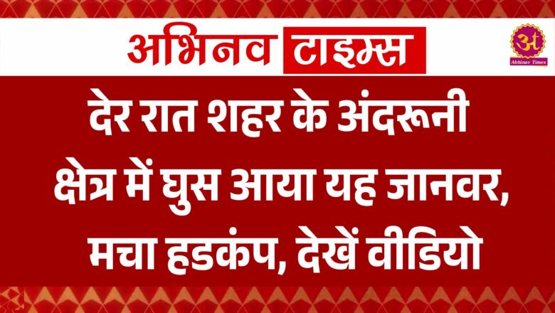 देर रात शहर के अंदरूनी क्षेत्र में घुस आया यह जानवर, मचा हडकंप, देखें वीडियो